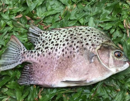 Fish From The Canal Right Behind Our Backyard