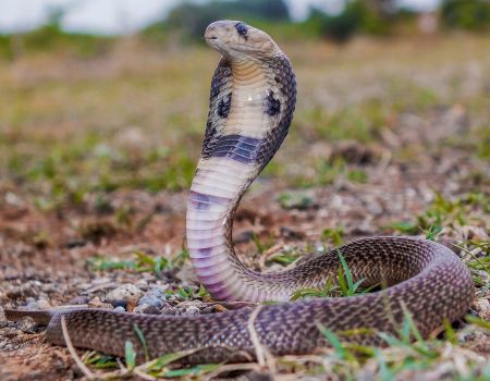 Camping and Snake Bites: Staying Safe in the Wild