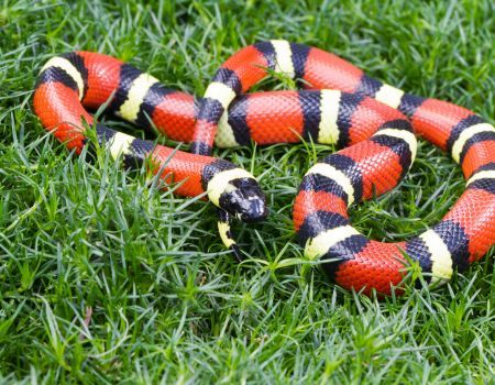Camping and Snake Bites: Staying Safe in the Wild