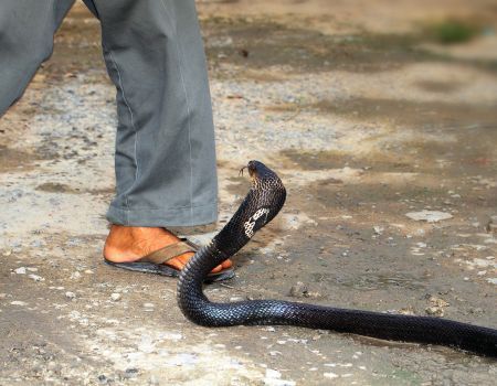 Camping and Snake Bites: Staying Safe in the Wild