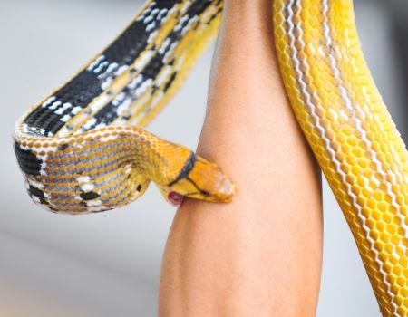 Camping and Snake Bites: Staying Safe in the Wild