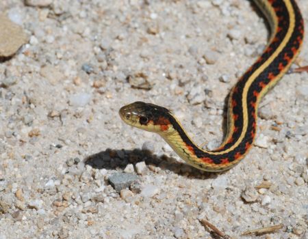 Camping and Snake Bites: Staying Safe in the Wild