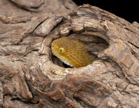 Camping and Snake Bites: Staying Safe in the Wild