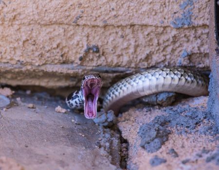 Camping and Snake Bites: Staying Safe in the Wild