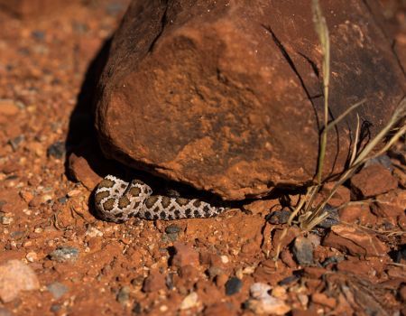 Camping and Snake Bites: Staying Safe in the Wild