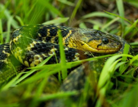 Camping and Snake Bites: Staying Safe in the Wild