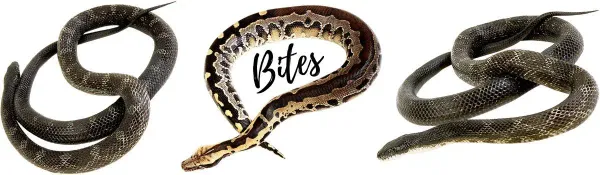 Camping and Snake Bites: Staying Safe in the Wild